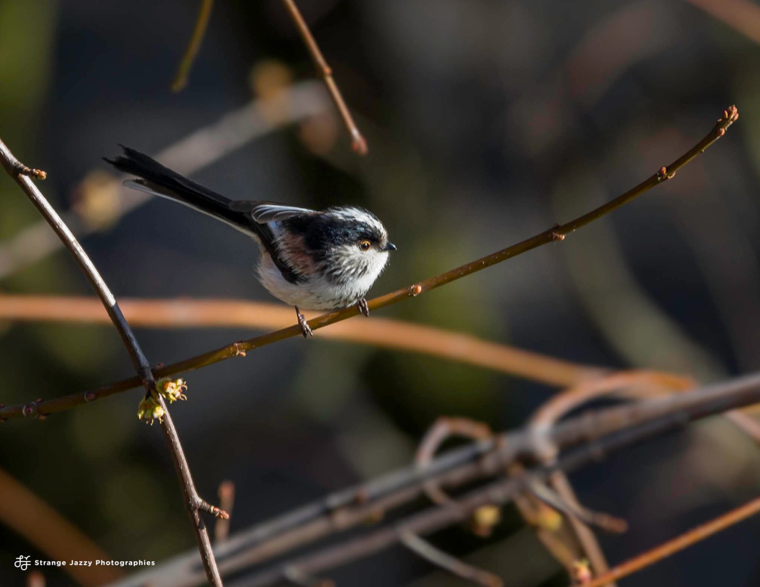 Observation et Classification des Mésanges Européennes