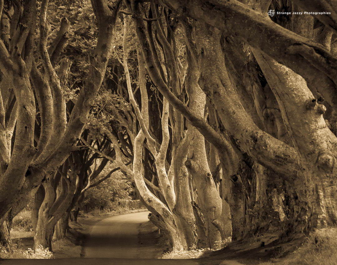 Les Dark Hedges : Une Route Magique dans l&rsquo;Univers de Game of&nbsp;Thrones