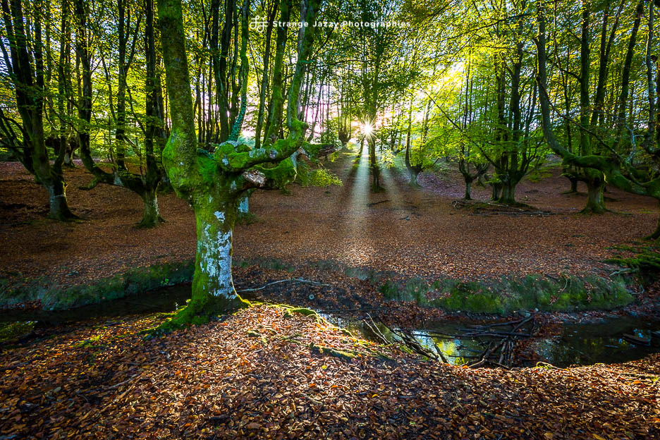 Gorbeia Forêt sans&nbsp;frontières