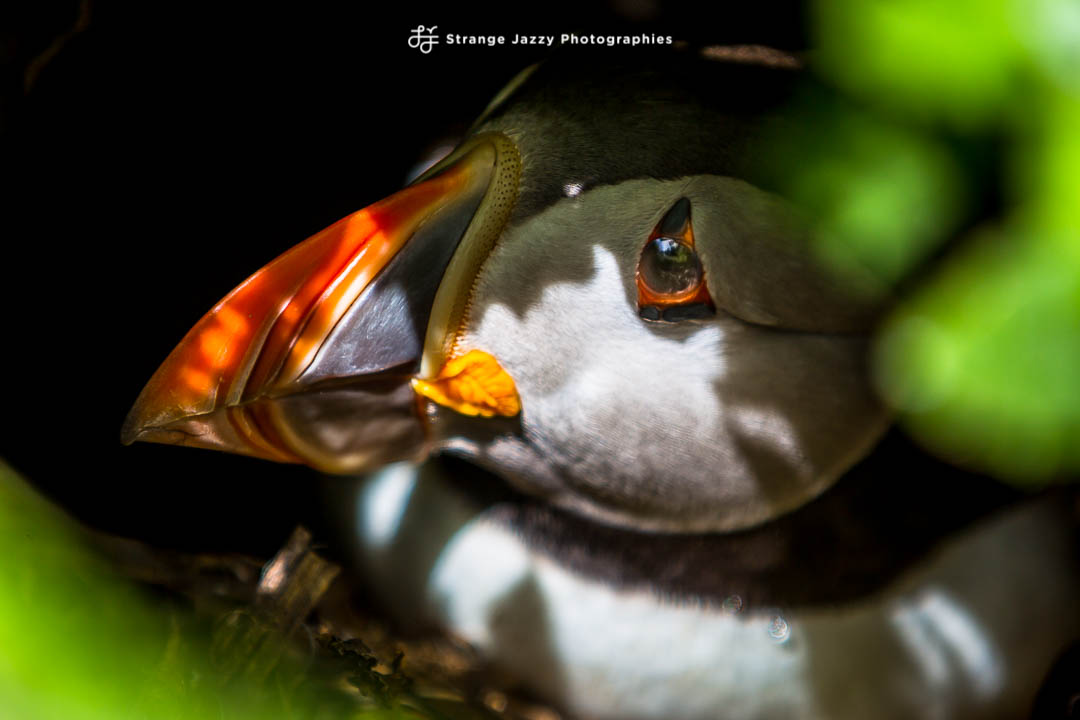 Mon ami le Macareux, le clown des&nbsp;mers