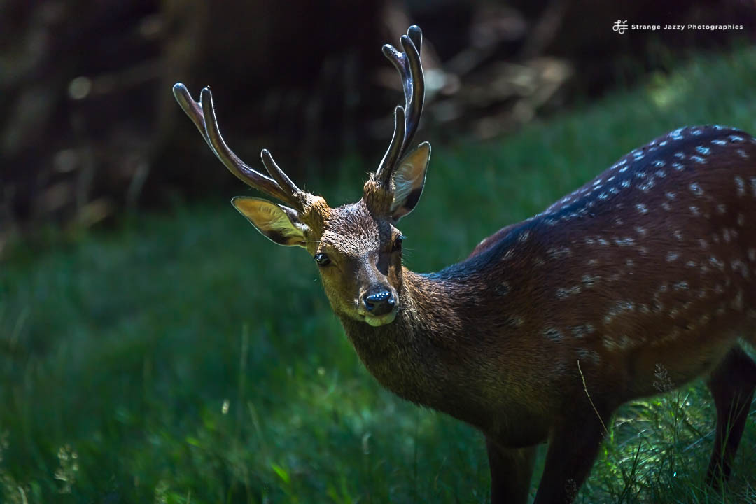 Rencontres à l&rsquo;orée du&nbsp;bois